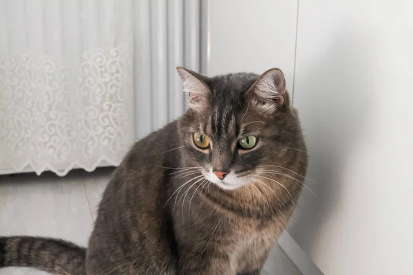 Γκρι ριγέ γάτα με μάτια διαφορετικού χρώματος. Χαριτωμένη γάτα κάθεται στο πάτωμα στην κουζίνα και περιμένει για φαγητό — Φωτογραφία Αρχείου