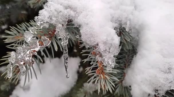 가문비나무가지에 눈이 녹으면 아름다운 무늬와 고드름 이생긴다. — 비디오