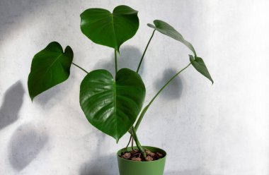 Yeşil bir tencerede duran güzel canavar çiçeği bir masanın üzerinde duruyor. Minimalizm kavramı. İskandinav tarzı iç mekan. 