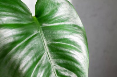 Bir Monstera bitkisinin yaprağı. Canavar deliksiz bırakır.. 