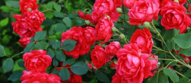 Bahçedeki güzel kırmızı gül çiçeği bitki örtüsü. Taze çiçek afişi arkaplanı.