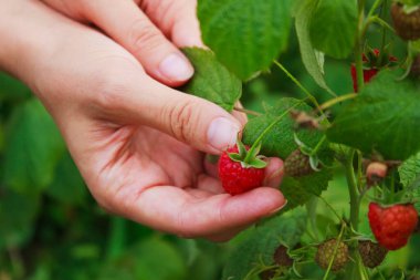 Kadın elleri ahududu topluyor, yazın olgun meyveler..