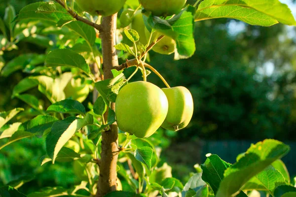 Olgun yeşil elma, elma ağacının dallarında sulu taze meyve yeşil yaprakların arka planında. Yazın elma bahçesi.