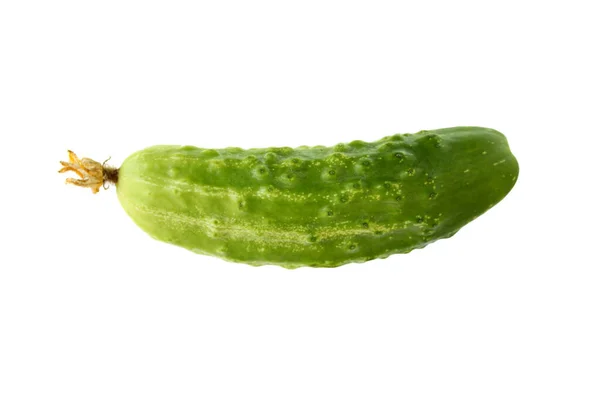 Cucumber White Background Fresh Vegetable Harvest — Stock Photo, Image