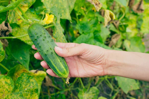 Çiftlikteki salatalık hasadını kontrol et. Kadın elinde taze yeşil salatalık..