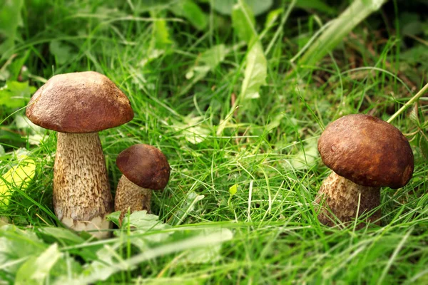 Mushrooms in the forest in the grass, macro photo, selective focus area. Autumn season in the forest. Picking mushrooms in a forest clearing.