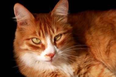 Yeşil gözlü kırmızı kedi kameraya bak.