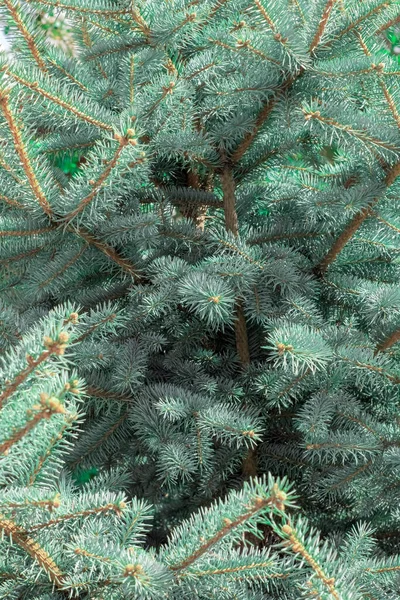 Takken Van Een Blauwe Pijnboom Close Buiten — Stockfoto