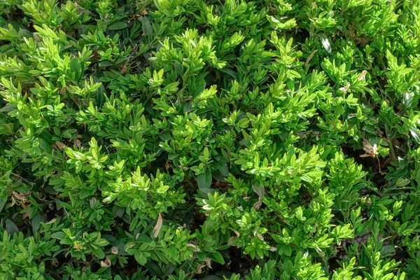 Grüne Blätter Wandhecke Als Hintergrund Von Frischem Buchsbaum — Stockfoto