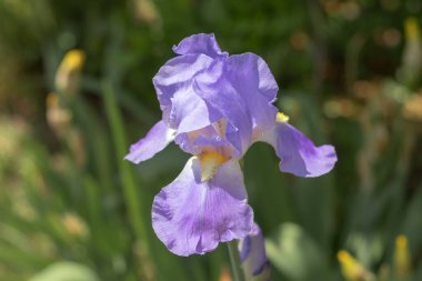 Bir kartpostal için arka plan olarak açık havada bahar mavisi süsen çiçeği..