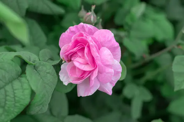 Tea pink rose close-up on a background of green leaves.