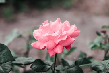 Yeşil yapraklardan oluşan arka planda pembe bir gül..