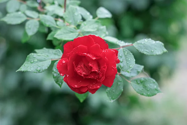Red Rose Water Drops Close Outdoors — Fotografia de Stock