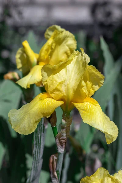 Voorjaar Gele Iris Close Buiten Als Achtergrond Voor Een Ansichtkaart — Stockfoto