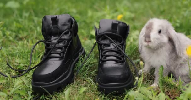 Pequeño conejo decorativo olfatear botas negras — Vídeos de Stock