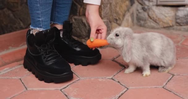 Kız tavşanı havuçla besliyor. — Stok video