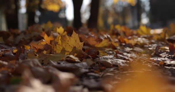 Tle jesiennych liści na ziemi — Wideo stockowe