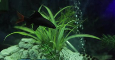 Akvaryumda yüzen balıklar, yavaş çekim.