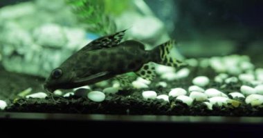 Akvaryumda yüzen balıklar, yavaş çekim.