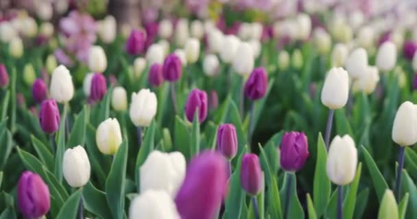 Tulips field, white and pink flowers — Stock Video