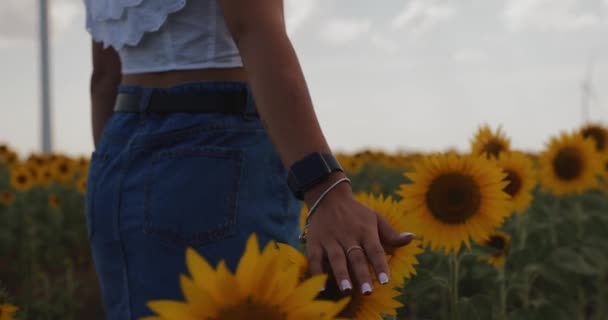 Femme Touchant Tournesols Marchant Dans Champ — Video