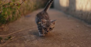 Little grey kitten walking in the back yard