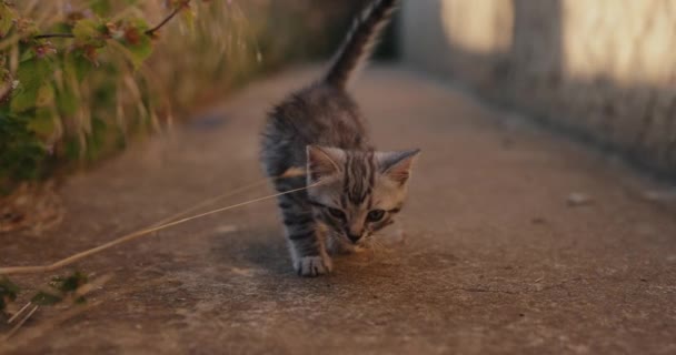 Little Grey Kitten Walking Back Yard — Vídeos de Stock
