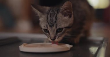 Little grey kitten drinking milk from plate