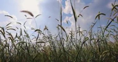 Spikelets of wheat against the sky background