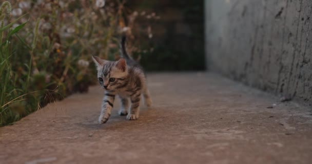 Little Grey Cat Walking Back Yard — Vídeos de Stock