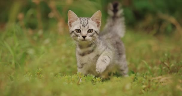 Little Grey Kitten Green Grass — Vídeos de Stock