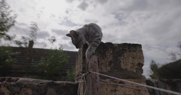 饥饿的小猫叫着要食物 包括原来的音频 — 图库视频影像