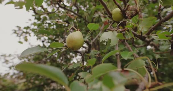 Pov 男性の手は木から梨を選ぶ — ストック動画