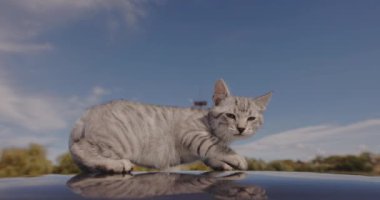 Küçük bir kedi sokakta yürümekten korkar ve arabanın çatısında sürünür.
