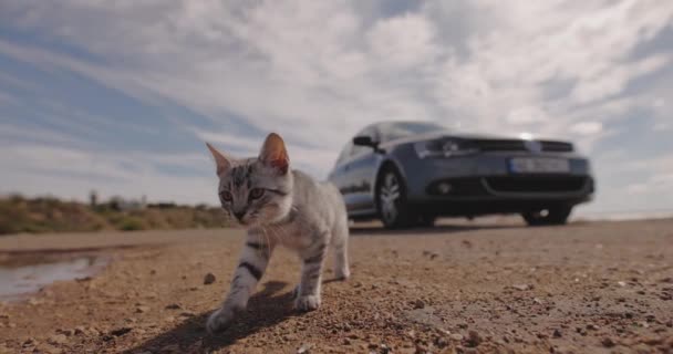 Küçük Bir Kedi Gezgini Arabadan Iner Macera Aramak Için Yürüyüşe — Stok video