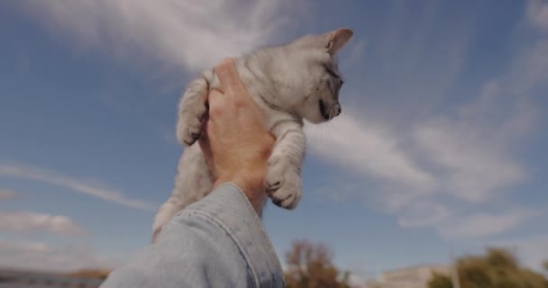 Pov Αρσενικό Χέρι Κρατώντας Λίγο Γάτα Πάνω Από Τον Ουρανό — Αρχείο Βίντεο