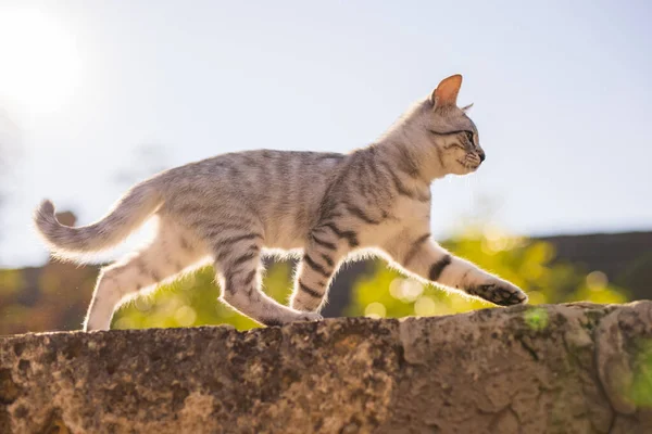 Eine Graue Tabby Katze Läuft Über Den Zaun — Stockfoto