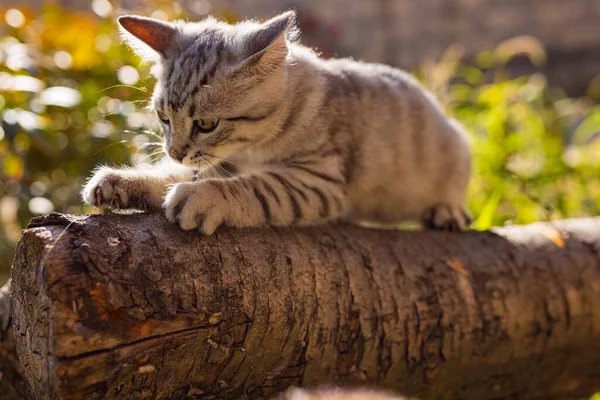 Таббі Сірий Кіт Розрізає Кігті Колоді — стокове фото