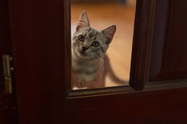 Kapının çerçevesinden bakan bir kedi.