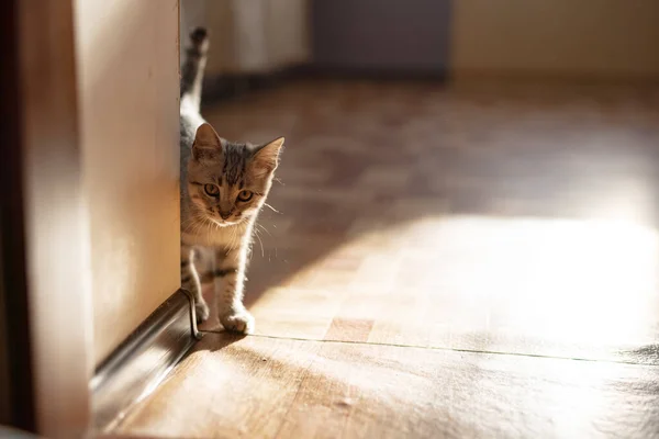 Eine Graue Katze Zimmer — Stockfoto