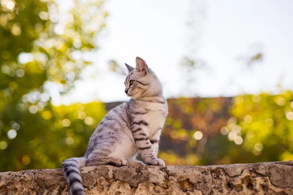 Grå Tabby Katt Sitter Staketet — Stockfoto