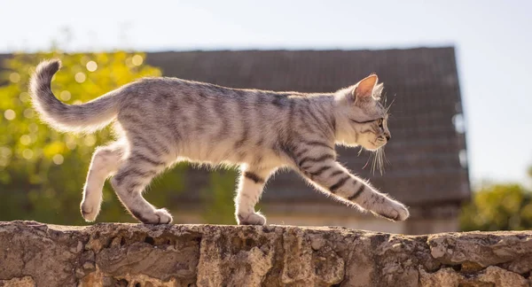 Eine Graue Tabby Katze Läuft Über Den Zaun — Stockfoto