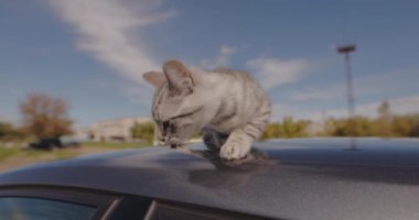 Küçük bir kedi sokakta yürümekten korkar ve arabanın çatısında sürünür.