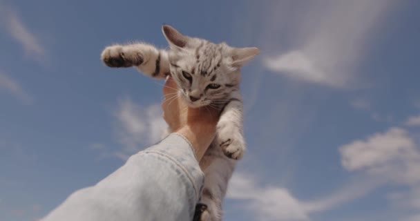 Pov雄性手牵着小猫 像狮子Simba在天空背景下 — 图库视频影像