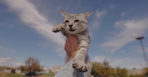 Pov Mano Maschile Tenendo Piccolo Gatto Contro Cielo Vista Sfondo — Video Stock