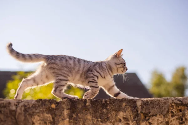 울타리 식탁보 고양이 — 스톡 사진