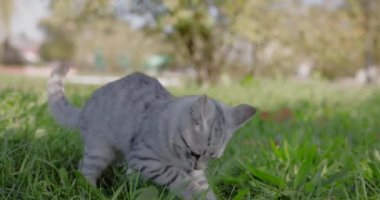 Gri tekir kedi çimenlerde oynuyor, ağır çekimde.