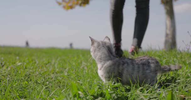 Evcil Gri Tekir Kedi Çimenlerde Yürüyen Arka Planda Sahibi Olan — Stok video