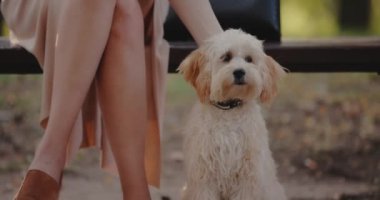 Köpeğini okşayan kadın parkta bir bankta oturuyor, ağır çekimde.
