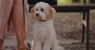 Sahibinin yanında yerde oturan bir köpek, ağır çekimde.